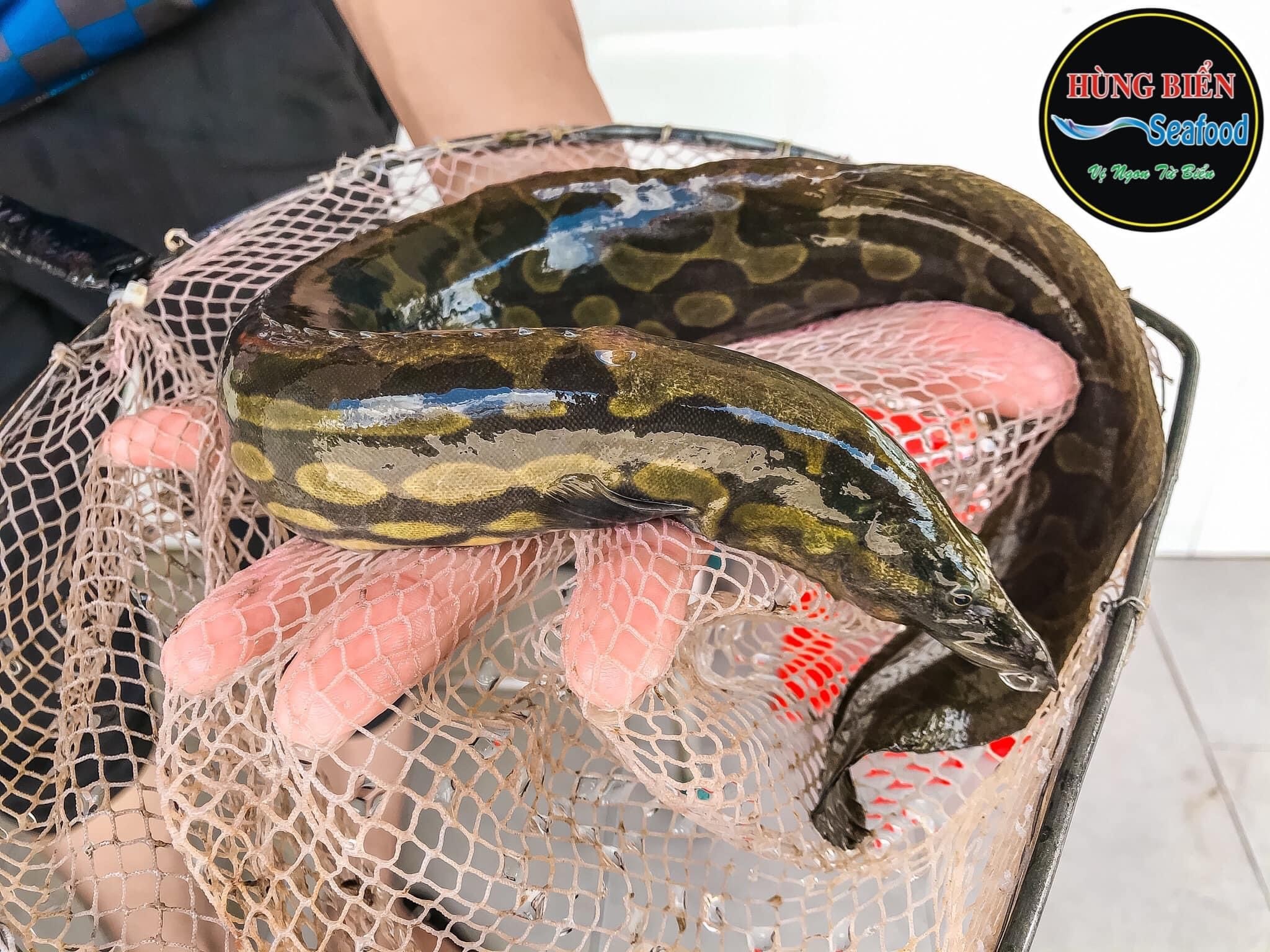 Cá Chạch Lấu - Sống