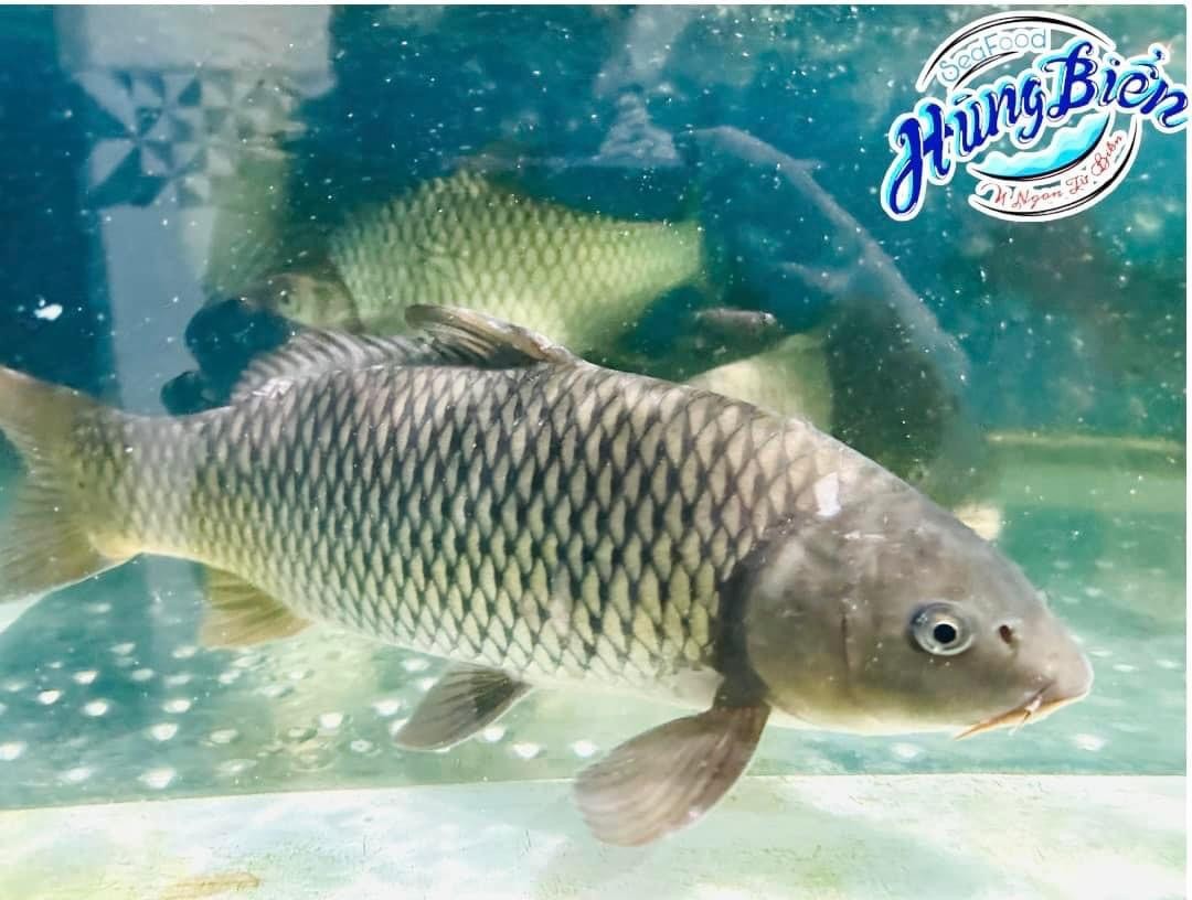 Cá Chép Giòn - Sống